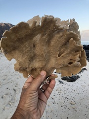 Callyspongia