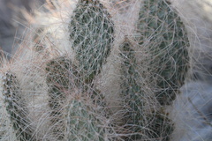 Opuntia polyacantha erinacea