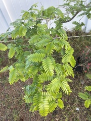 Gonopterodendron arboreum