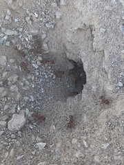 Pogonomyrmex maricopa