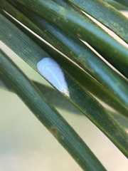 Chionaspis pinifoliae