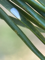 Chionaspis pinifoliae