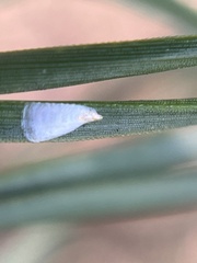 Chionaspis pinifoliae