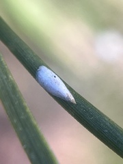Chionaspis pinifoliae