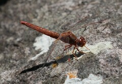 Crocothemis sanguinolenta