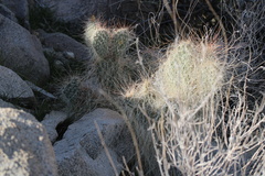 Opuntia polyacantha erinacea