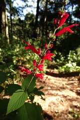 Salvia cinnabarina