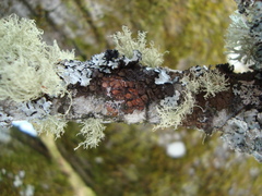 Melanohalea exasperata