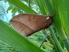 Automeris naranja