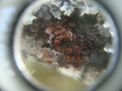 Melanohalea exasperata