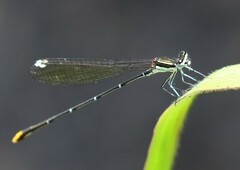 Allocnemis leucosticta