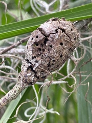 Callirhytis quercusbatatoides