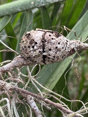 Callirhytis quercusbatatoides