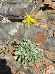 Packera antennariifolia