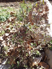Ehretia anacua