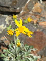 Packera antennariifolia