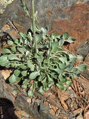 Packera antennariifolia