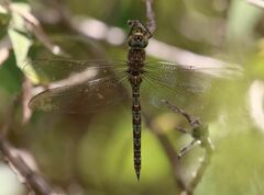 Pinheyschna subpupillata