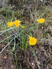 Narcissus bulbocodium