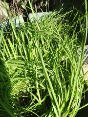 Allium schoenoprasum