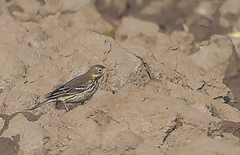 Anthus rubescens japonicus