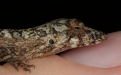Anolis ustus