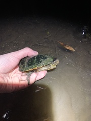 Kinosternon subrubrum subrubrum