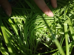 Allium schoenoprasum