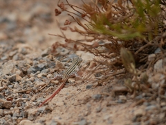 Acanthodactylus erythrurus