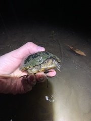 Kinosternon subrubrum subrubrum