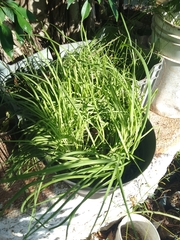 Allium schoenoprasum