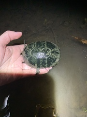 Kinosternon subrubrum subrubrum