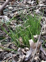 Ornithogalum umbellatum