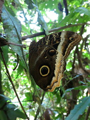 Caligo atreus