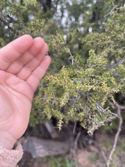 Condalia warnockii