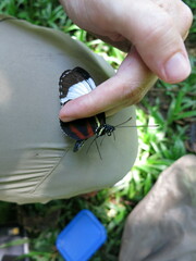 Heliconius cydno