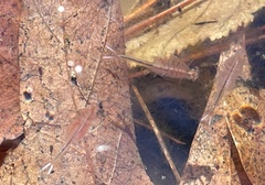 Eubranchipus vernalis