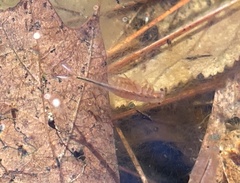 Eubranchipus vernalis