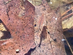 Eubranchipus vernalis