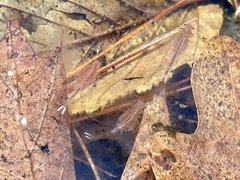 Eubranchipus vernalis