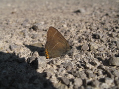 Satyrium w-album