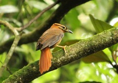 Philydor atricapillus