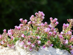 Chaenorhinum origanifolium