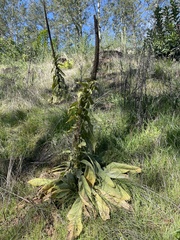 Verbascum thapsus