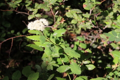 Spiraea betulifolia