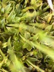 Physcomitrium pyriforme