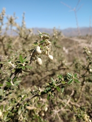 Atamisquea emarginata