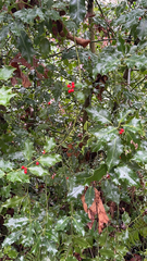 Ilex aquifolium