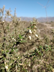 Atamisquea emarginata