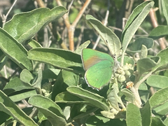 Callophrys dumetorum